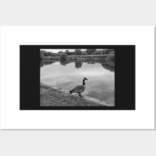 Canadian goose by the River Bure in Coltishall Posters and Art